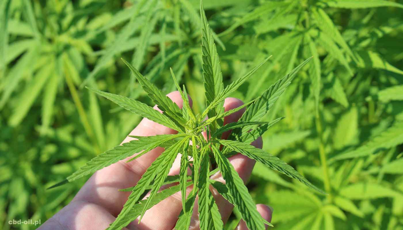 Korzysci CBD
